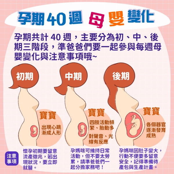 孕期40週母嬰變化